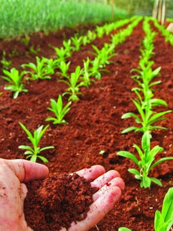 Fotografía de una mano cogiendo tierra y de fondo plantas que se están cultivando.