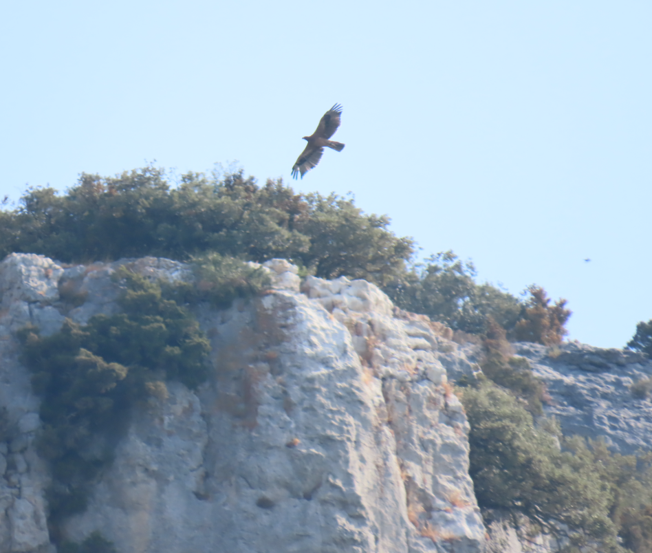 Fotografía de un águila de Bonelli