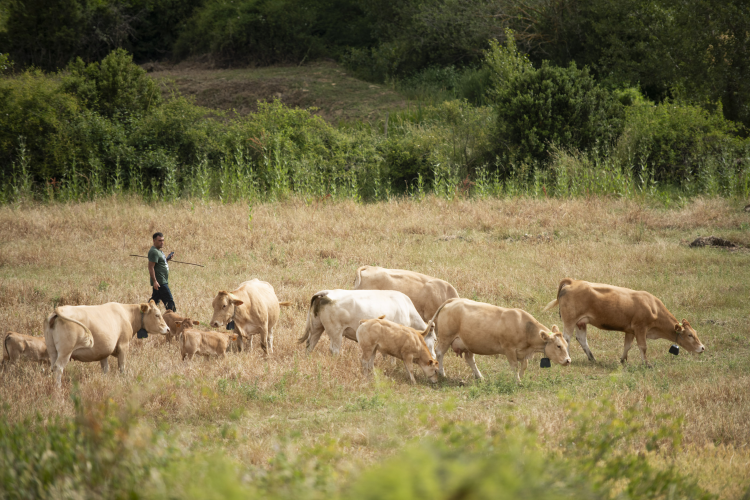 Fotografía de un pastor con varias vacas en un prado