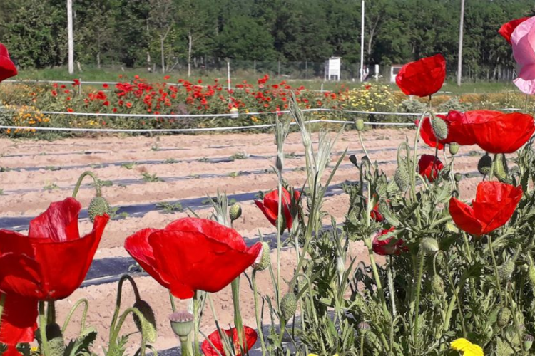 Fotografía de un campo de cultivo