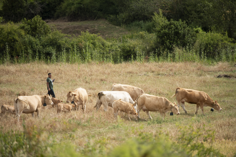 Fotografía de un pastor y unas vacas