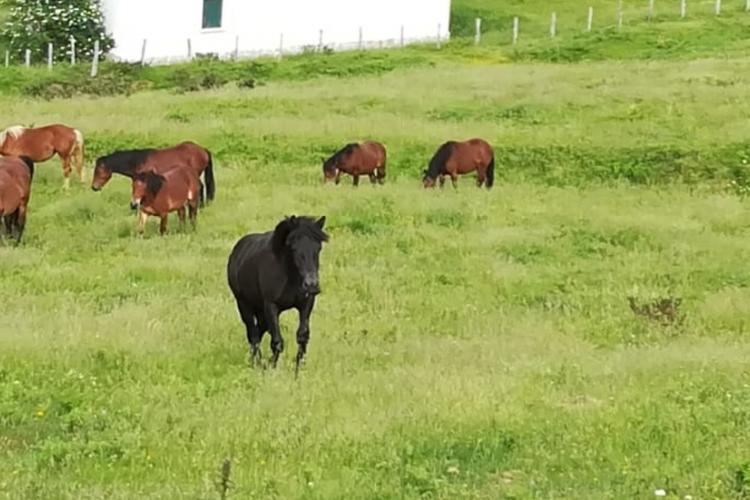 El objetivo es identificar el valor añadido del proceso de producción en pastos de zonas de alto valor ambiental y del producto obtenido.
