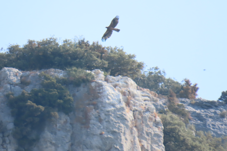 Fotografía de un águila de Bonelli